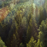 Image of forest - Expancel Bio