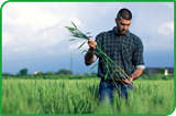 Image of man looking at crops.  Nouryon offers innovative crop nutrition and protection products. 